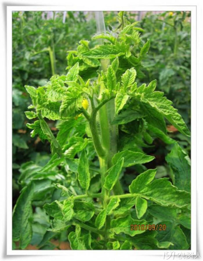 发番茄黄花曲叶病毒图片
