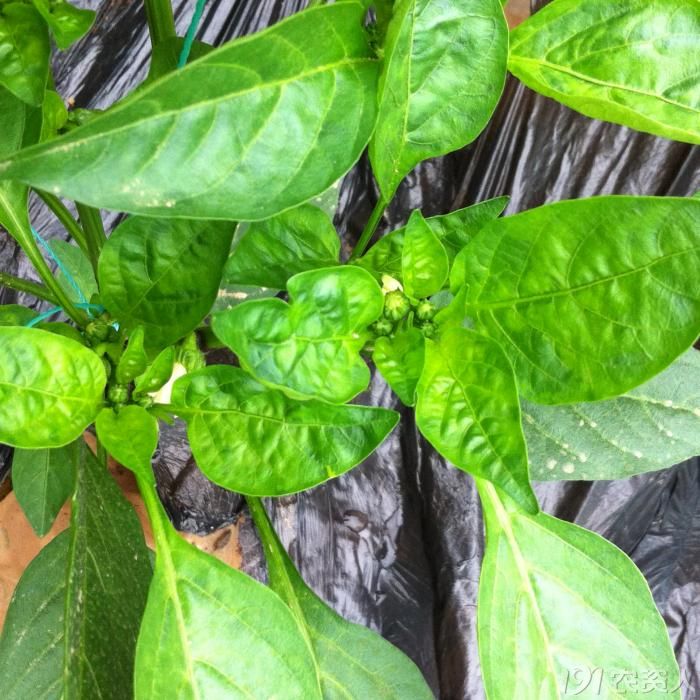 菜椒花叶病毒_病虫草图_191农资人 - 农技社区服务平台