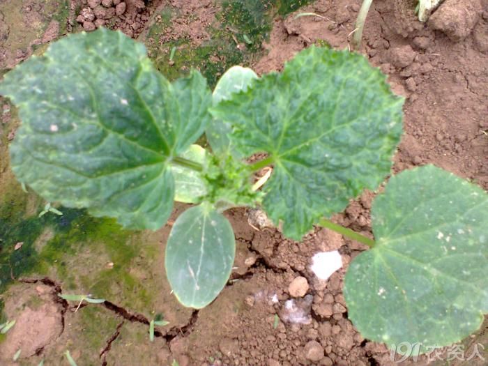 黄瓜苗花叶病毒病