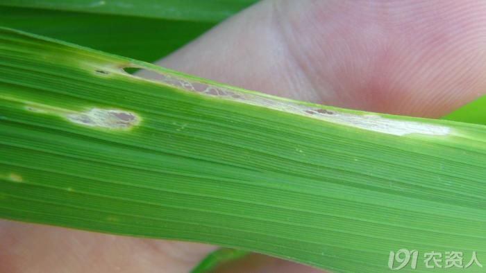 稻秆潜蝇幼虫蛹形态及为害的叶片和穗苞