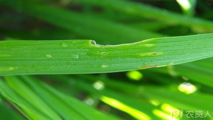 水稻潜叶蝇幼虫图片