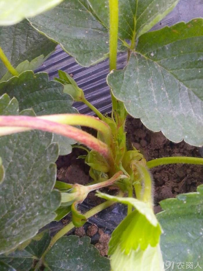 草莓草莓茎逐渐变红基部枯萎以及病斑求解