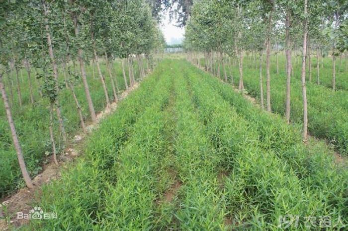 【曲辰杯*秀】偃师银条,天下一绝!你吃过吗?