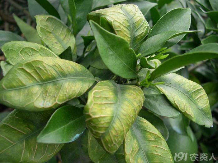 柑橘叶片症状是不是黄龙病