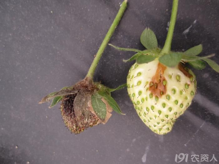 草莓灰霉病图片