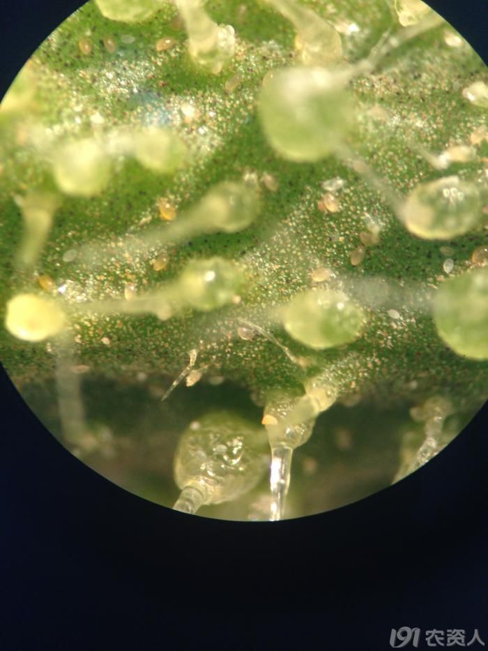 茶黄螨危害黄瓜症状和显微镜下的茶黄螨