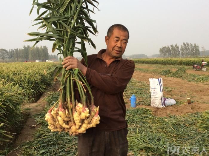 原包进口化肥—中国唯一罗马尼亚安泽,安得系列_肥料供求_191农资人