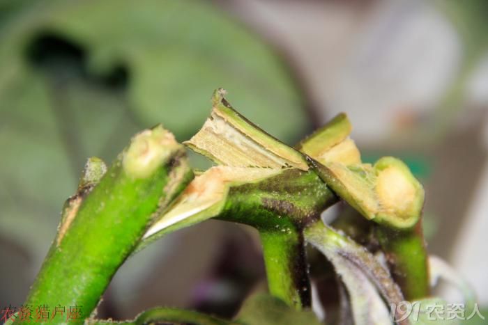 番茄青枯病---维管束受损高清图