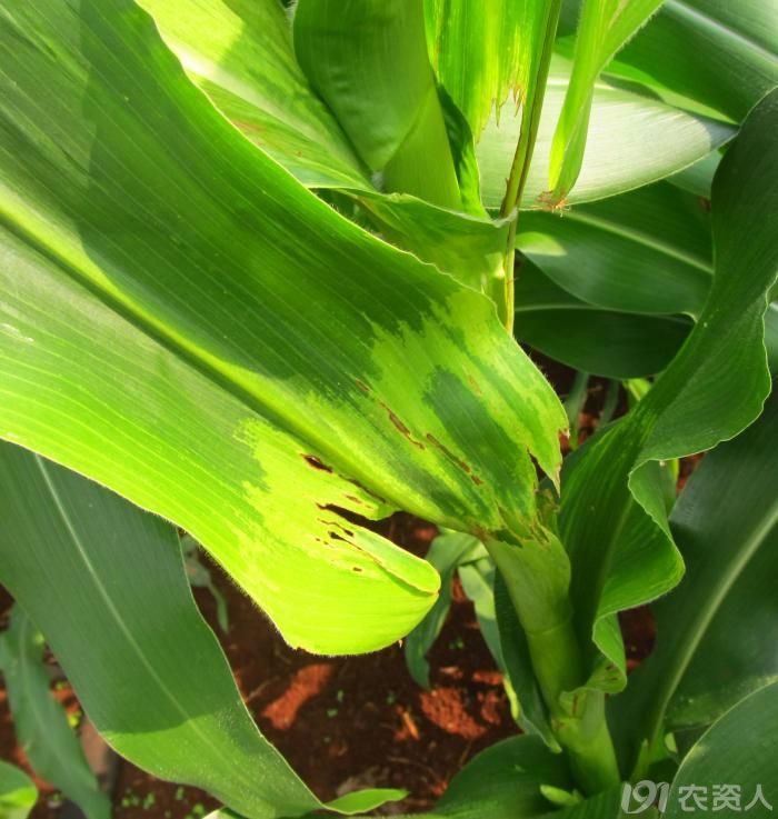 老关2015继续发帖又见玉米疑似顶腐病