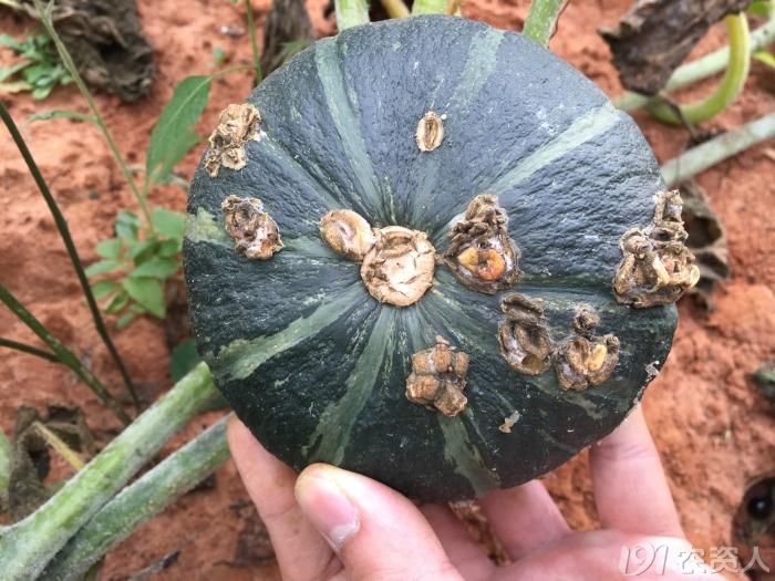 [南瓜]南瓜表面疙疙瘩瘩,请问是病毒病吗?