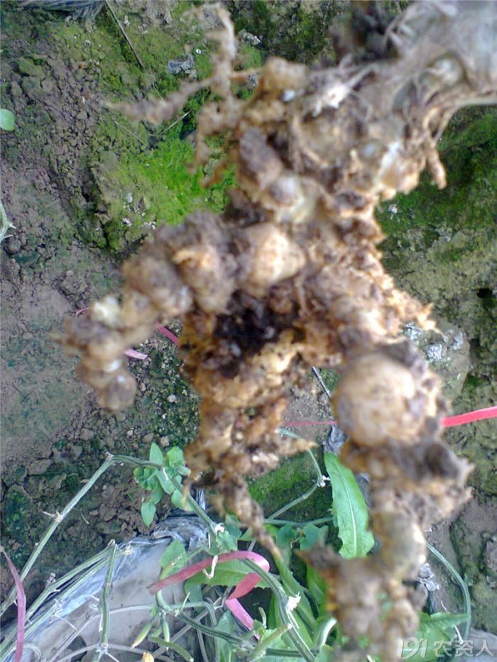 设施黄瓜根结线虫高清