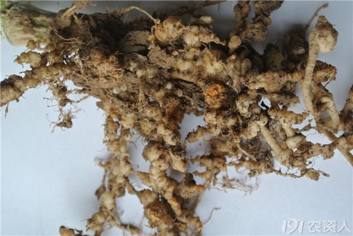 设施黄瓜根结线虫高清