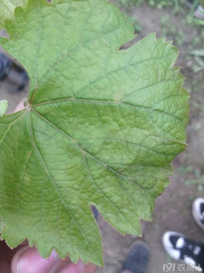 [葡萄]苯甲嘧菌酯和联苯菊酯混用会不会出现药害,出现药害怎么办.