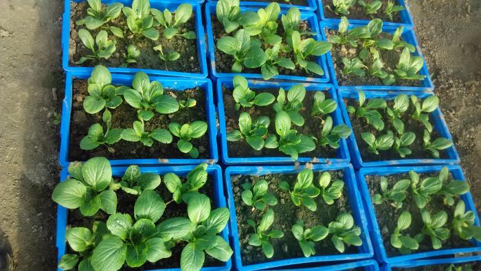 盆栽白菜实验，有图优质真相！！！_实验示范_191农资人 - 农技社区服务平台