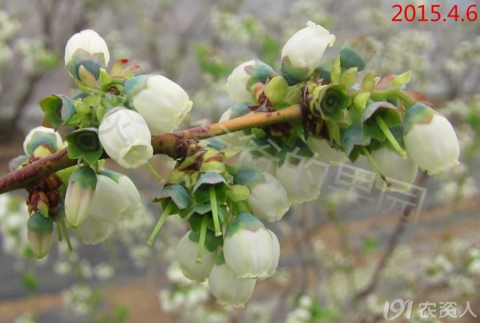 [果树]蓝莓花期图片历程分享
