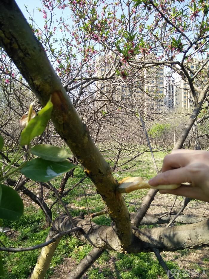 春季来临治桃树流胶病的全过程实拍后期继续连载