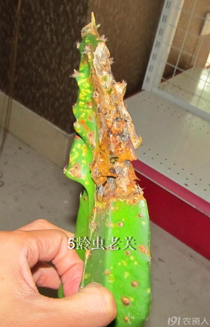 火龙果溃疡病.老关看图