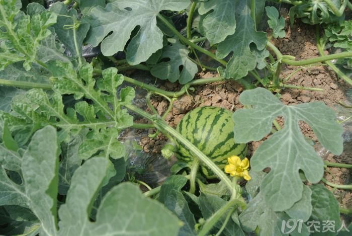 西瓜开始坐果,离成熟采摘还有20来天的样子