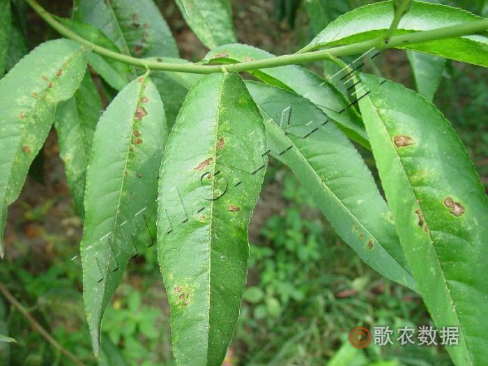 陰雨連綿溼度大 病害防控要抓緊 桃樹穿孔病有細菌性和真菌性兩大類病