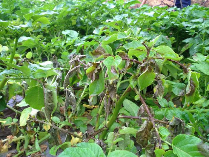 小鲜肉谈马铃薯晚疫病