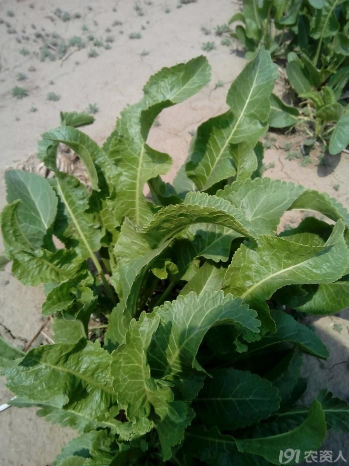 玉米地里的辣根怎么清除?