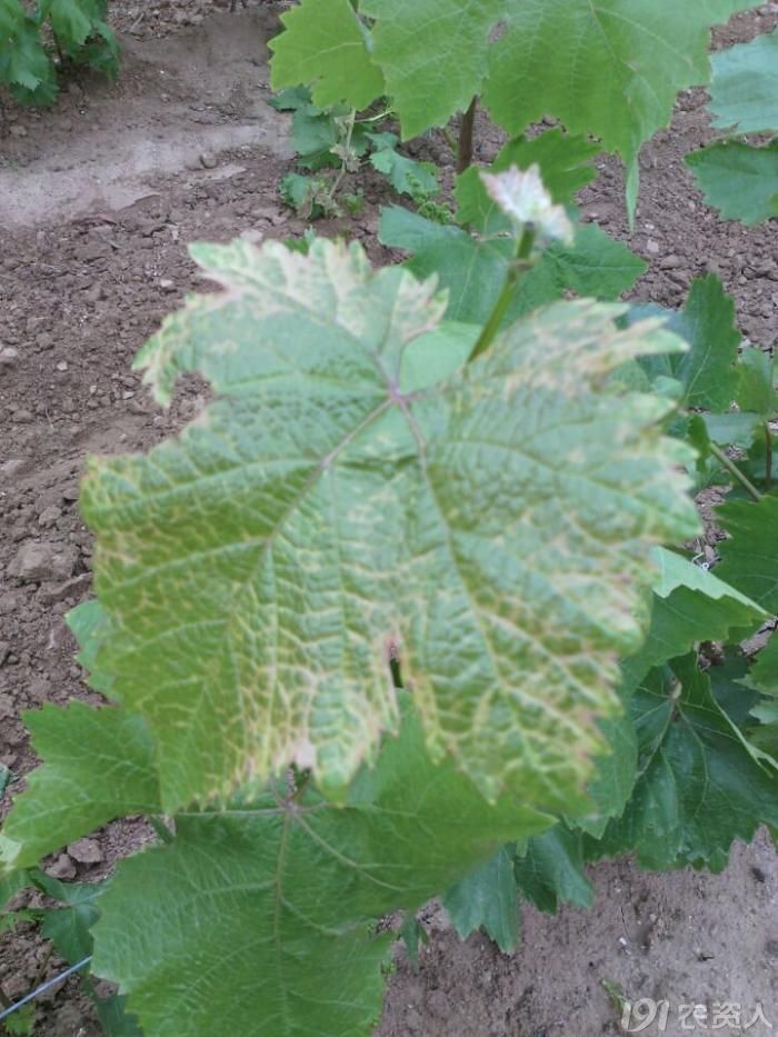 【小伍带你看葡萄】——葡萄黄化到底怎么回事