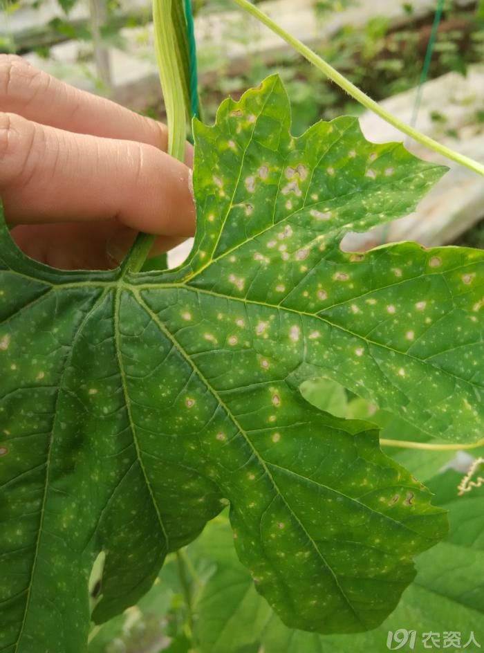 求解这是戊唑醇药害吗