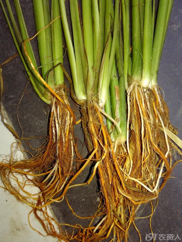 水稻田杂草基本上现在流行农药都用过打不死