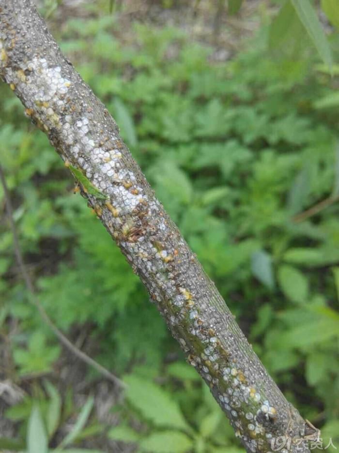 没看过,柳树上发现的,这是什么病还是虫呢?