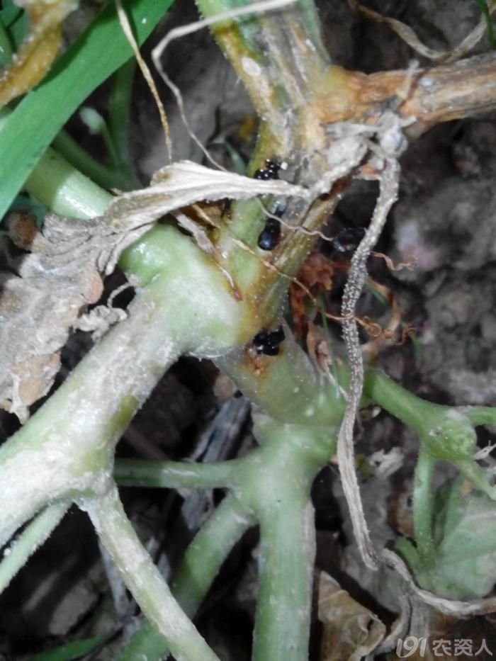 甜瓜枯萎病白粉病非高清图片