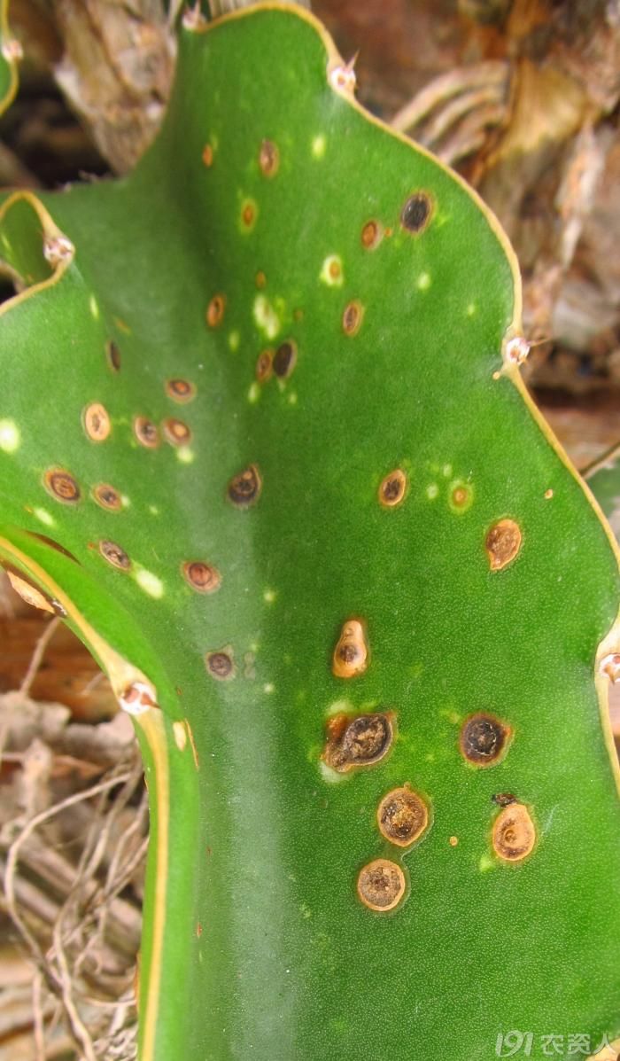 老关看图火龙果茎溃疡病可能不再是能防不能治的病害了