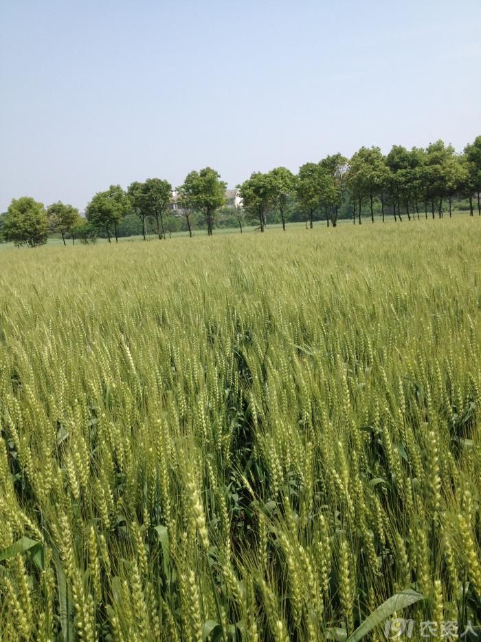 镇麦9号测产纪实