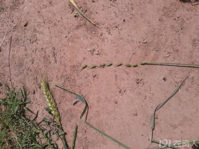 【知客】节节麦