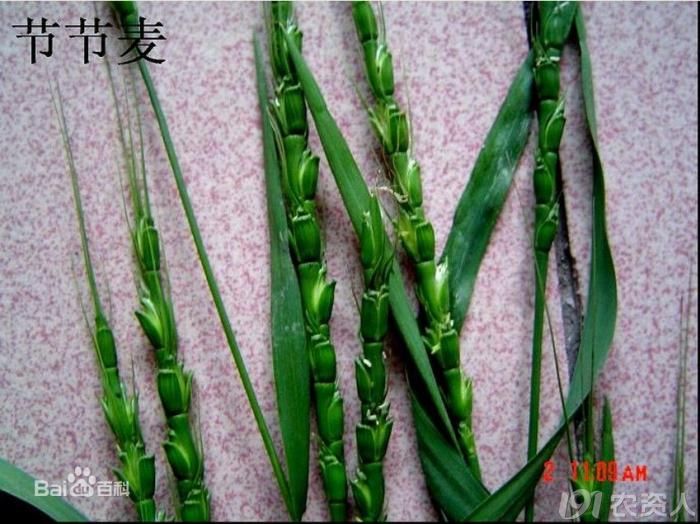 【知客】节节麦