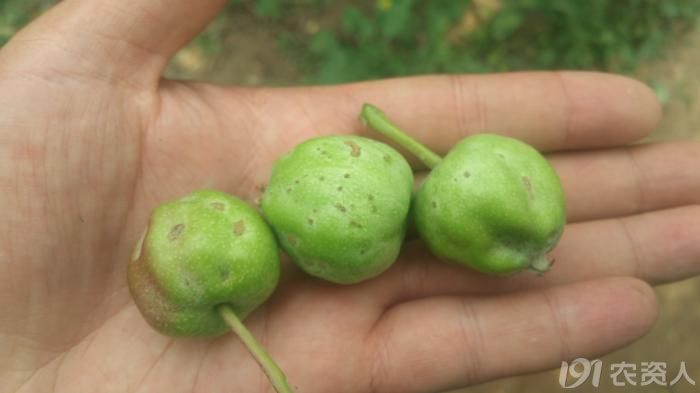 苹果绿盲蝽危害