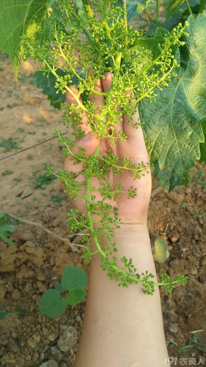 【小伍带你看葡萄】——红宝石葡萄灰霉病防治的妙招