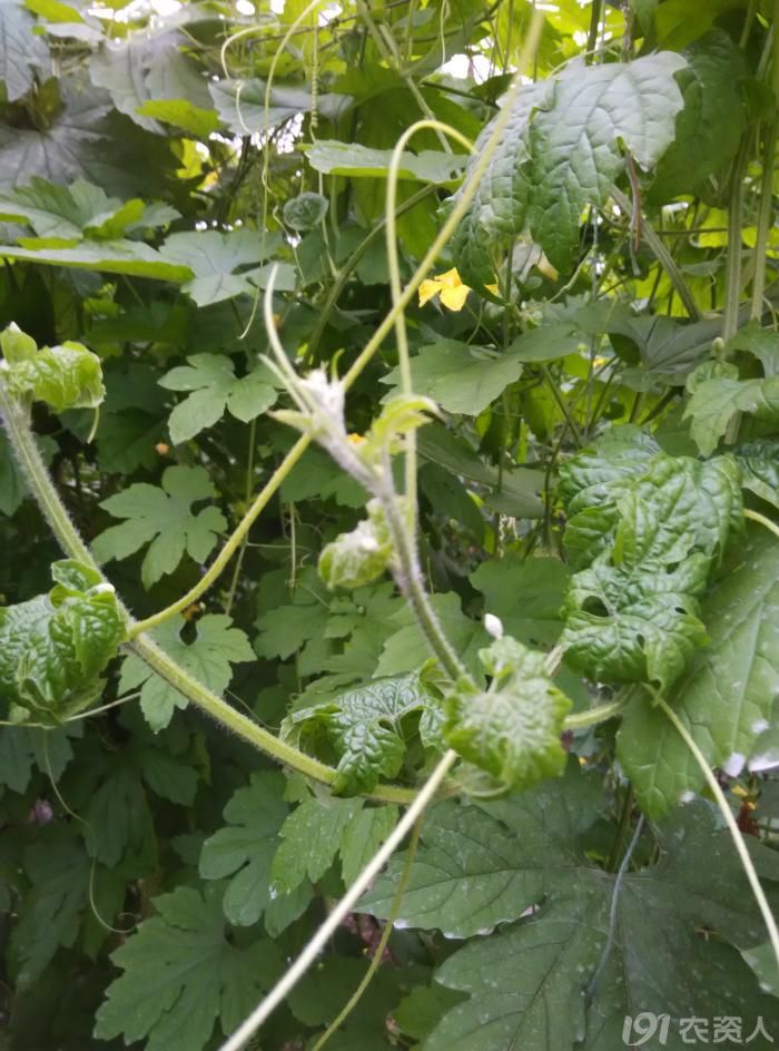 求解:这是戊唑醇药害吗?