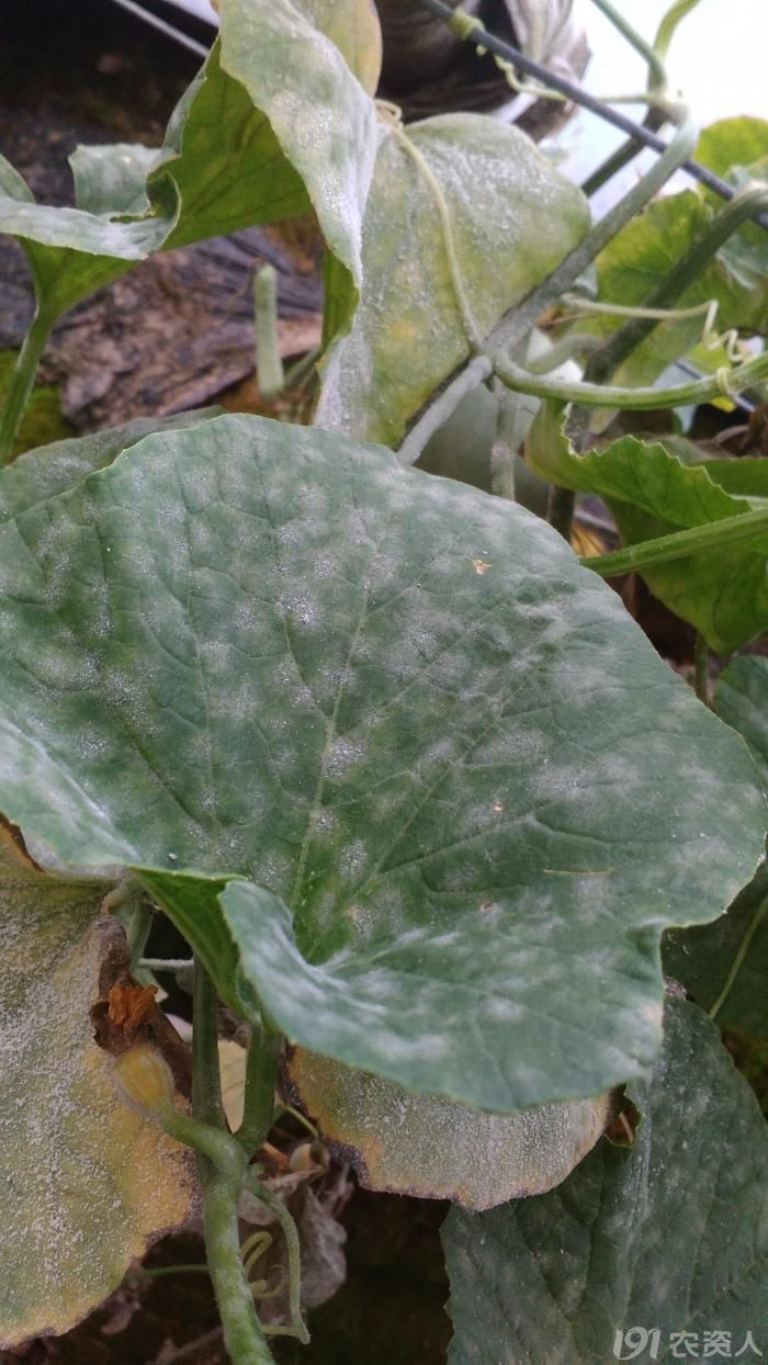 甜瓜白粉病危害