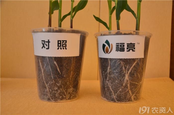 众人寻她千百度,先正达福亮独一处!----福亮中国上市会