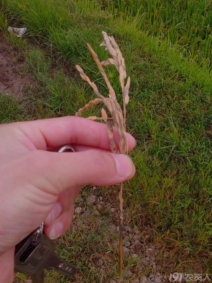 [水稻]穗颈瘟的危害