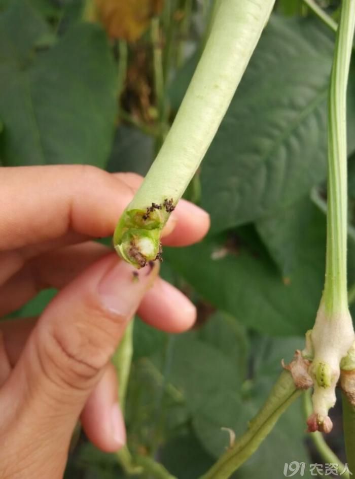 豇豆豆荚螟猖獗
