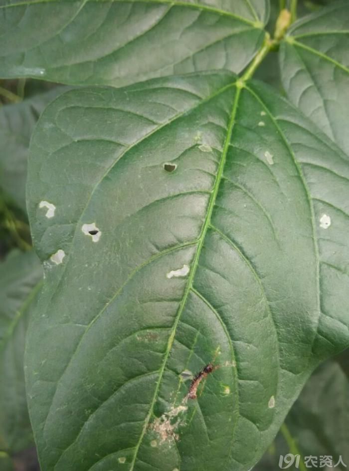 豇豆豆荚螟猖獗