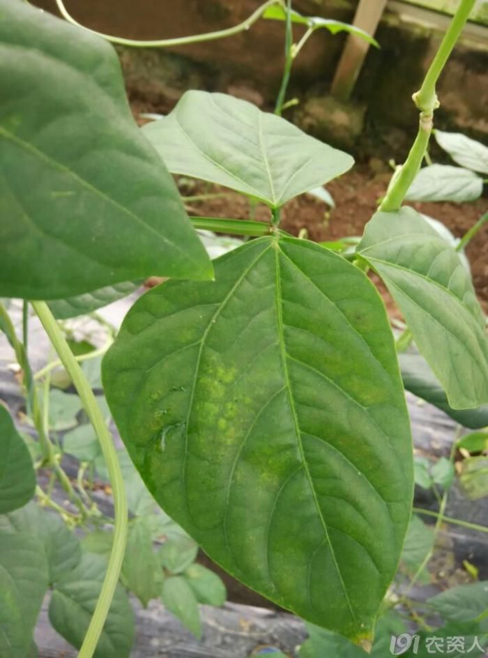 豇豆豆荚螟猖獗