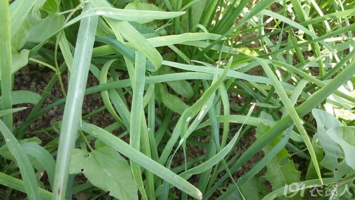 韭菜啥病害呀?急求專家指點