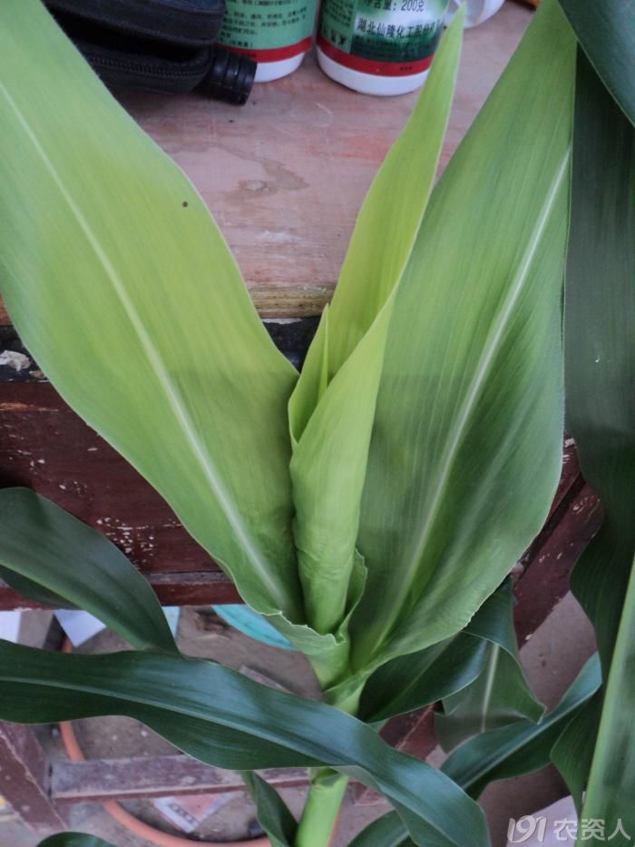 [问题求解]玉米白心,歪头是什么病