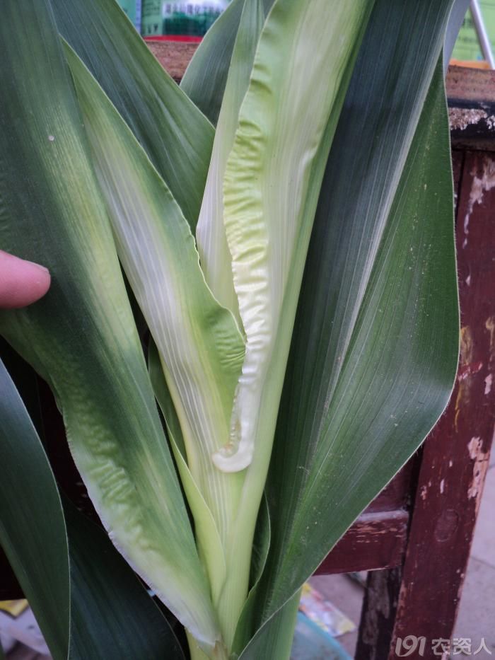 玉米白心歪头是什么病