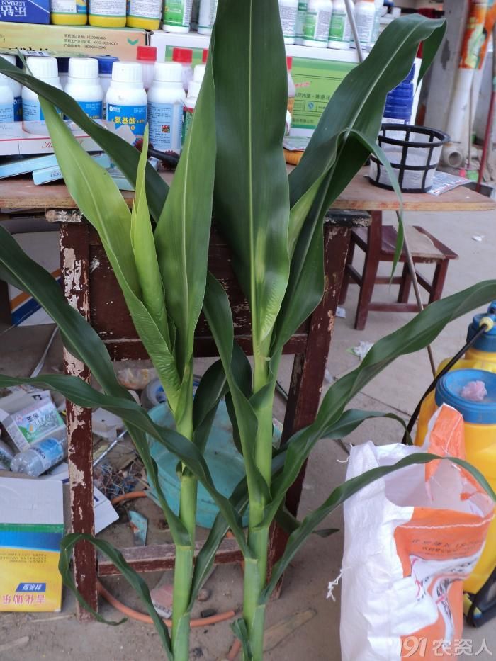 [问题求解]玉米白心,歪头是什么病