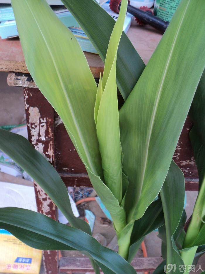 [问题求解]玉米白心,歪头是什么病