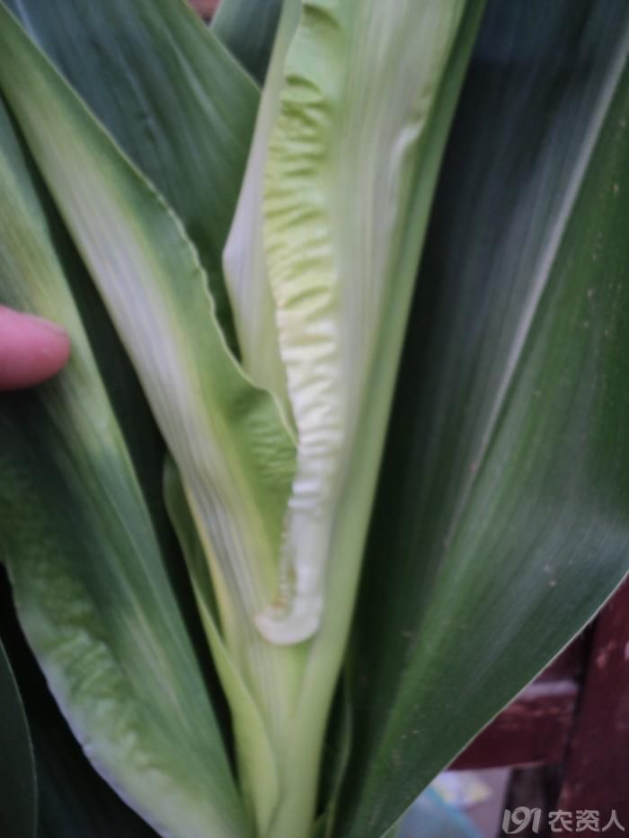 [问题求解]玉米白心,歪头是什么病