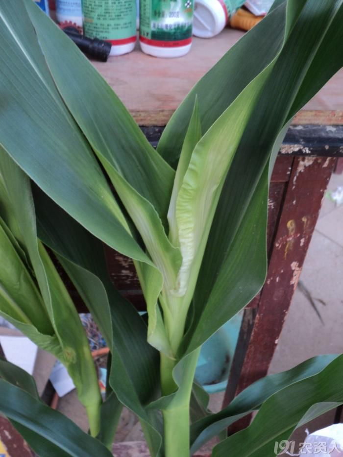 [问题求解]玉米白心,歪头是什么病